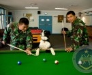 Latihan Bersama Pawang Anjing Pelacak Bahan Peledak  Berlanjut di Sydney 
